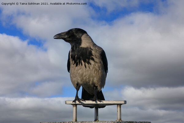 Hooded Crow, Corvus Cornix, Against Sky Picture Board by Taina Sohlman