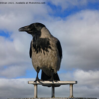 Buy canvas prints of Hooded Crow, Corvus Cornix, Against Sky by Taina Sohlman
