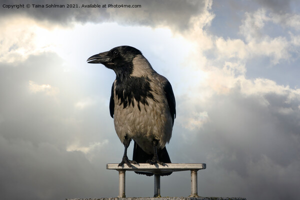 Hooded Crow Against Dramatic Sky Picture Board by Taina Sohlman