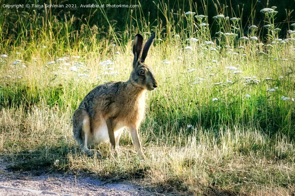 Brown Hare, Lepus europaeus Sitting in Grass Picture Board by Taina Sohlman