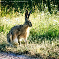 Buy canvas prints of Brown Hare, Lepus europaeus Sitting in Grass by Taina Sohlman