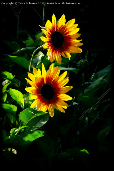 Two Yellow Rudbeckia Flowers in Morning Sunlight Picture Board by Taina Sohlman
