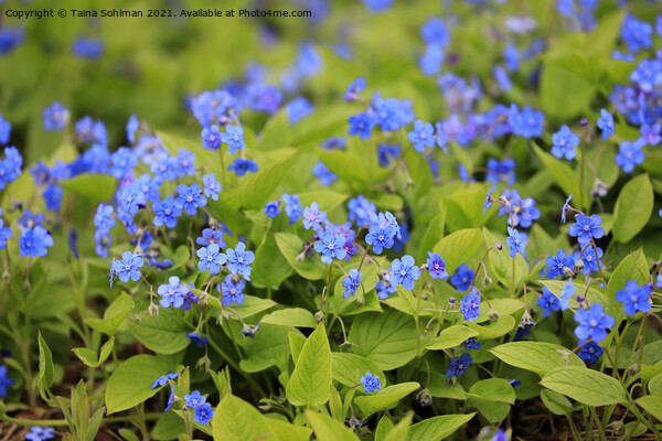Blue Flowers of Omphalodes Verna Picture Board by Taina Sohlman