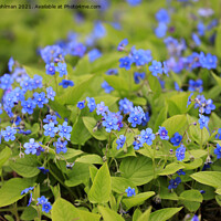 Buy canvas prints of Blue Flowers of Omphalodes Verna by Taina Sohlman