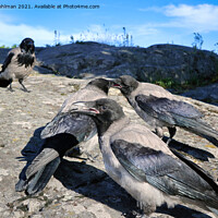 Buy canvas prints of Juvenile Hooded Crows Playing by Taina Sohlman