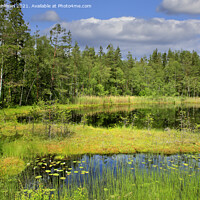 Buy canvas prints of Beautiful Marshland Lake in Finland by Taina Sohlman