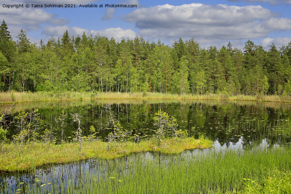 Beautiful Marshland Lake in Finland Picture Board by Taina Sohlman