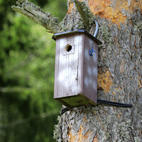 Buy canvas prints of Birdhouse or Nesting Box by Taina Sohlman