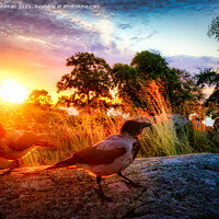 Buy canvas prints of Hooded Crows in Morning Light by Taina Sohlman