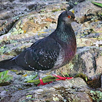 Buy canvas prints of Columba Livia, Rock Pigeon, on a Stroll by Taina Sohlman