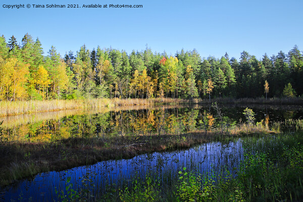 Small Marshland Lake in Fall Colors Picture Board by Taina Sohlman