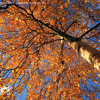 Buy canvas prints of Colorful Birch Tree, Betula, in Autumn by Taina Sohlman