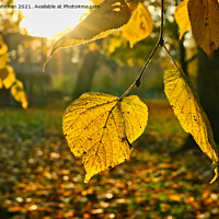 Buy canvas prints of Yellow Linden Tree Leaf in Autumn Sunlight by Taina Sohlman