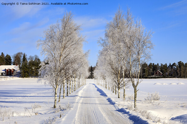 Frosted Birch Tree Lined Road Picture Board by Taina Sohlman