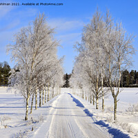 Buy canvas prints of Frosted Birch Tree Lined Road by Taina Sohlman