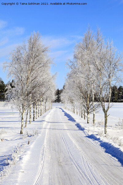 Frosted Birch Tree Lined Road in February Picture Board by Taina Sohlman