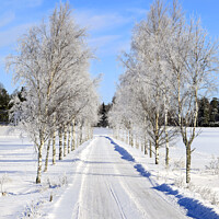 Buy canvas prints of Frosted Birch Tree Lined Road in February by Taina Sohlman