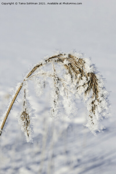 Hoarfrost and Snow over Common Reed Picture Board by Taina Sohlman