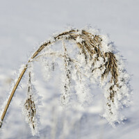 Buy canvas prints of Hoarfrost and Snow over Common Reed by Taina Sohlman