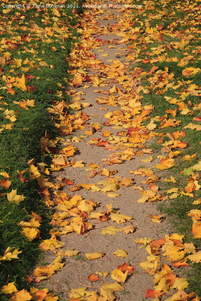 Footpath with Fallen Leaves Picture Board by Taina Sohlman