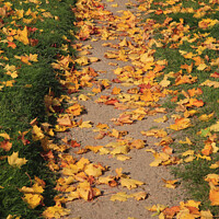 Buy canvas prints of Footpath with Fallen Leaves by Taina Sohlman
