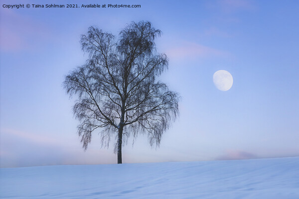 Birch Tree and The Moon in Winter Blue Hour Picture Board by Taina Sohlman