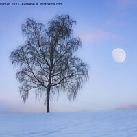 Buy canvas prints of Birch Tree and The Moon in Winter Blue Hour by Taina Sohlman