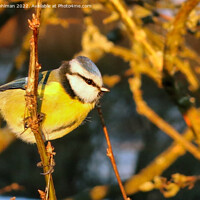 Buy canvas prints of Eurasian Blue Tit, Cyanistes caeruleus Perched by Taina Sohlman
