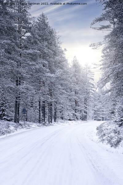 Winter Sun Over Forest Road Picture Board by Taina Sohlman