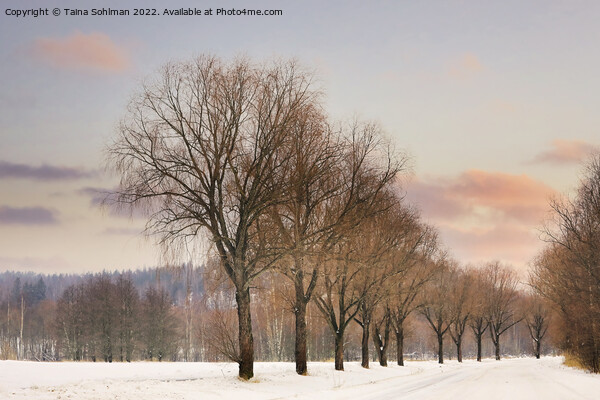 Willow Trees by Rural Road at Winter Sunset Picture Board by Taina Sohlman
