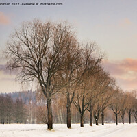 Buy canvas prints of Willow Trees by Rural Road at Winter Sunset by Taina Sohlman