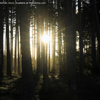 Buy canvas prints of Magic Light in Forest by Taina Sohlman