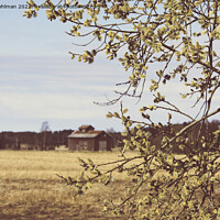 Buy canvas prints of Blossoming Willow Tree and Old Isolated Barn in Fi by Taina Sohlman