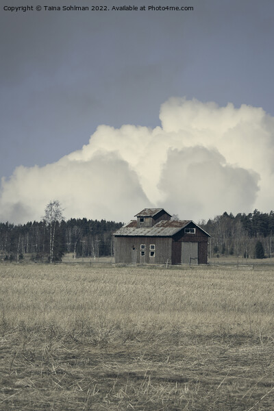 Isolated Barn in Field in the Spring Picture Board by Taina Sohlman