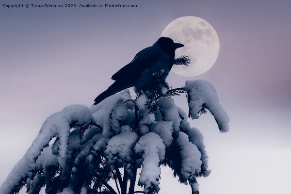 Hooded Crow and Full Moon in Winter Picture Board by Taina Sohlman