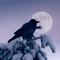 Buy canvas prints of Hooded Crow and Full Moon in Winter by Taina Sohlman