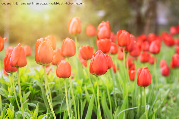 Red Tulips in the Spring Sun Picture Board by Taina Sohlman