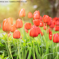 Buy canvas prints of Red Tulips in the Spring Sun by Taina Sohlman