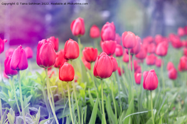 Red Tulips in the Spring Picture Board by Taina Sohlman