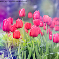 Buy canvas prints of Red Tulips in the Spring by Taina Sohlman