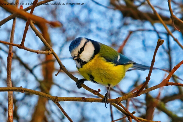 Eurasian Blue tit, Cyanistes caeruleus Perched  Picture Board by Taina Sohlman
