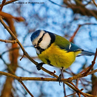 Buy canvas prints of Eurasian Blue tit, Cyanistes caeruleus Perched  by Taina Sohlman