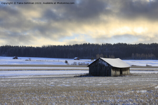Wooden Barn Under Moody Sky in Winter  Picture Board by Taina Sohlman