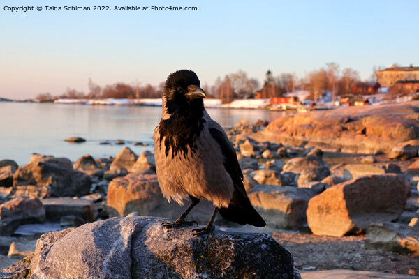 Hooded Crow, Corvus cornix, Perched on Seaside Bou Picture Board by Taina Sohlman