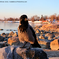 Buy canvas prints of Hooded Crow, Corvus cornix, Perched on Seaside Bou by Taina Sohlman