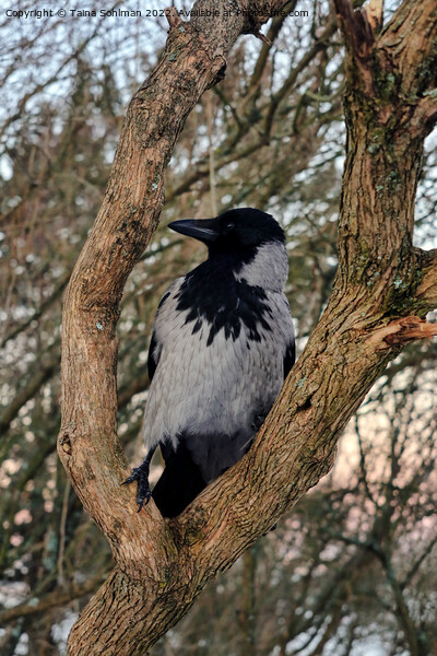 Alert Hooded Crow Perched on Tree Limb Picture Board by Taina Sohlman