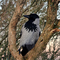 Buy canvas prints of Alert Hooded Crow Perched on Tree Limb by Taina Sohlman