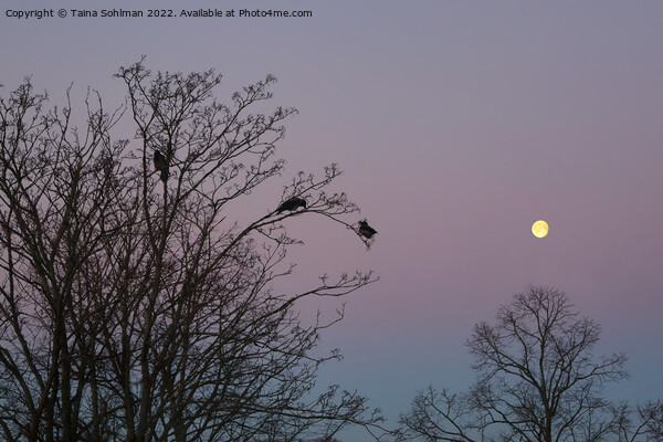 Crows in Morning Moonlight Picture Board by Taina Sohlman