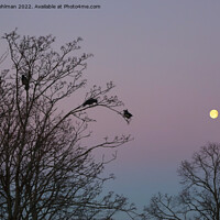 Buy canvas prints of Crows in Morning Moonlight by Taina Sohlman