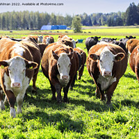 Buy canvas prints of Hereford Cattle Running Towards Camera by Taina Sohlman